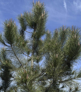 Pinus pinaster